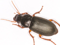 Harpalus rufipes
